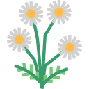 Chamomile Icon