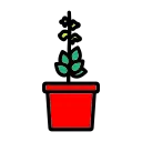 Ocimum sanctum (Tulsi)