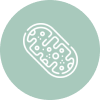 Powers NAD+ & Mitochondrial Health 